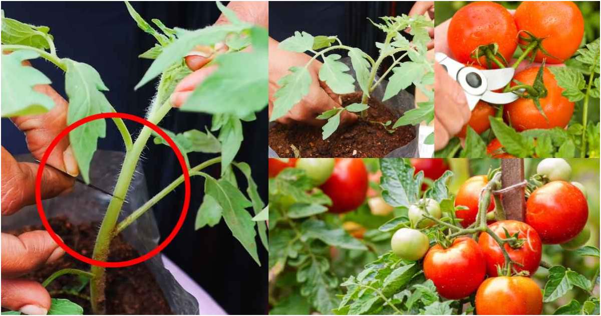 Tomato plant pruning tip