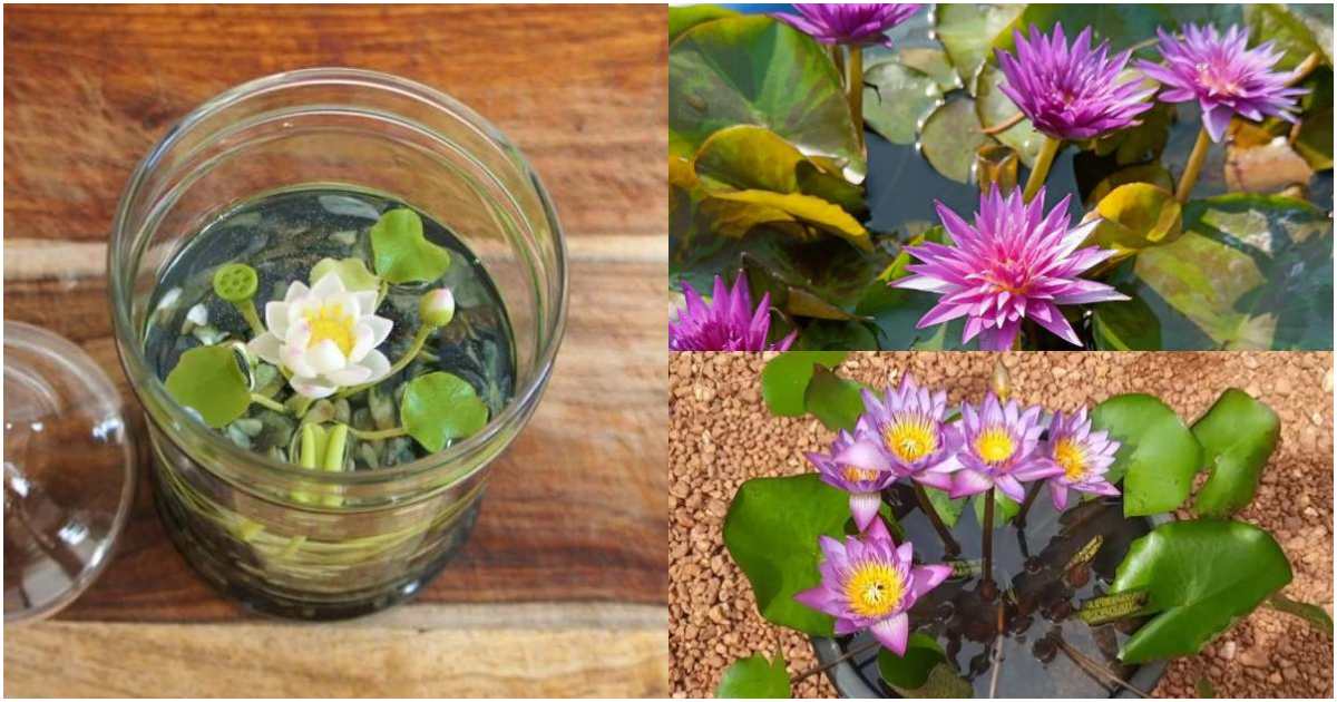 Water Lilly cultivation in tea cups