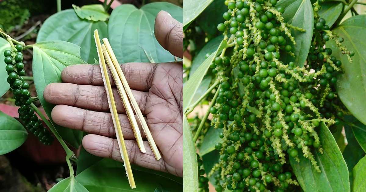 Bush pepper cultivation using Earkil