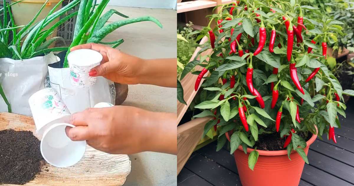 Chilli Cultivation Using Paper Glass