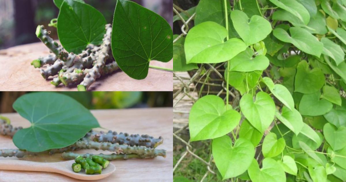 Chittamruthu Health Benefits