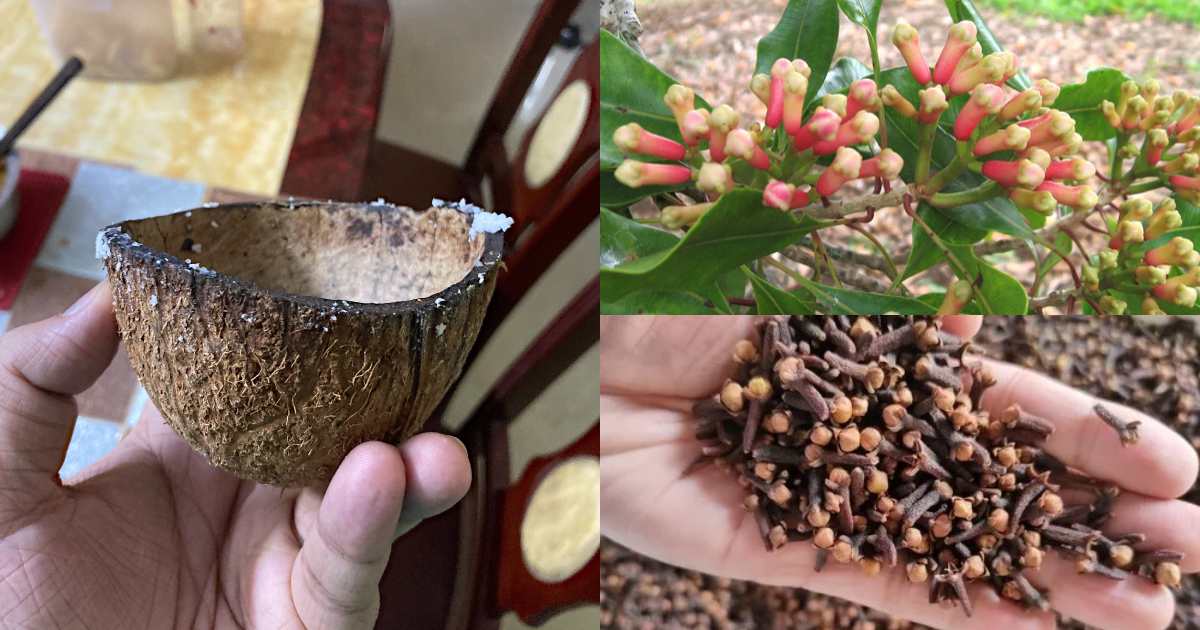 Cloves Cultivation tips