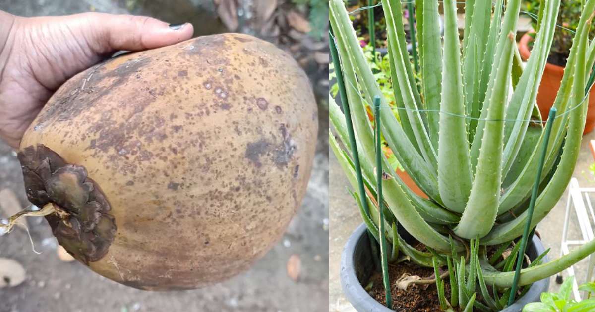 Coconut For Aloe Vera Plant