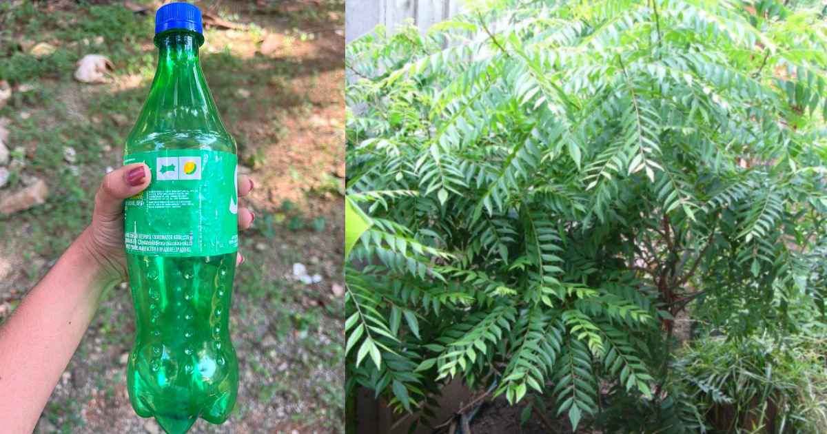 Curry Leaves krishi Using Bottle