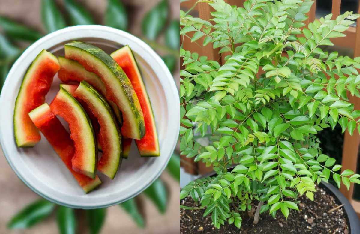 Curry Leaves krishi Using Watermelon Peels