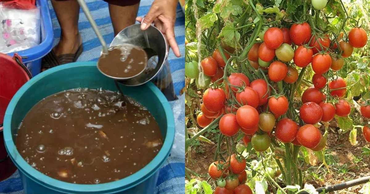 Fish waste as intensive fertilizer