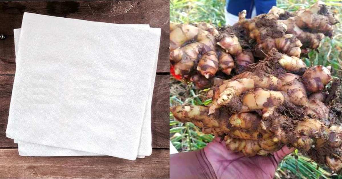 Ginger Krishi using Tissue Paper