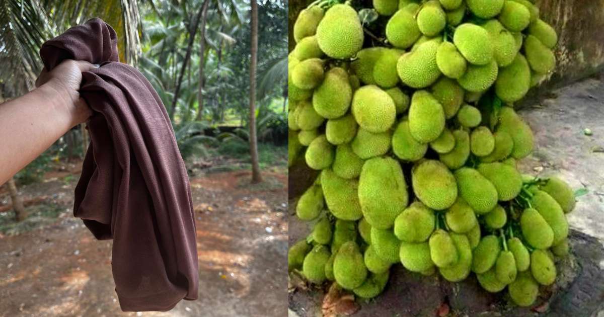 Jackfruit cultivation using cloth