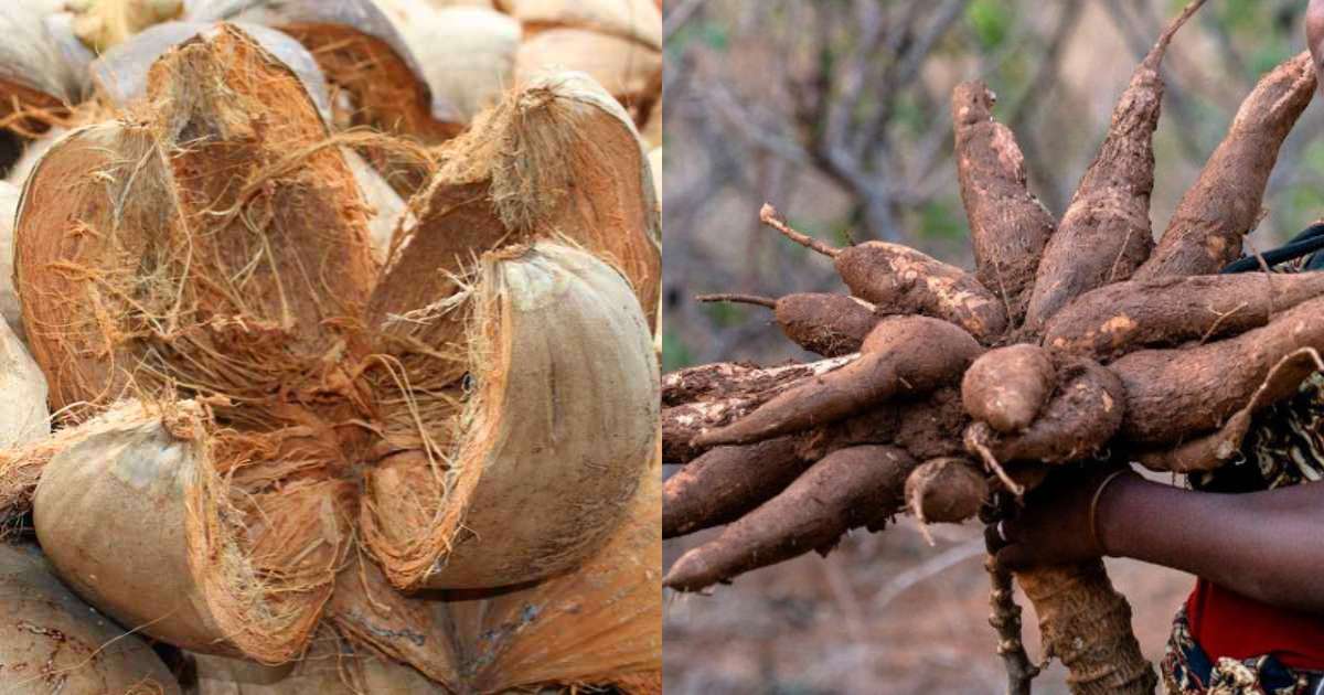 Kappa Krishi Using Coconut Husk