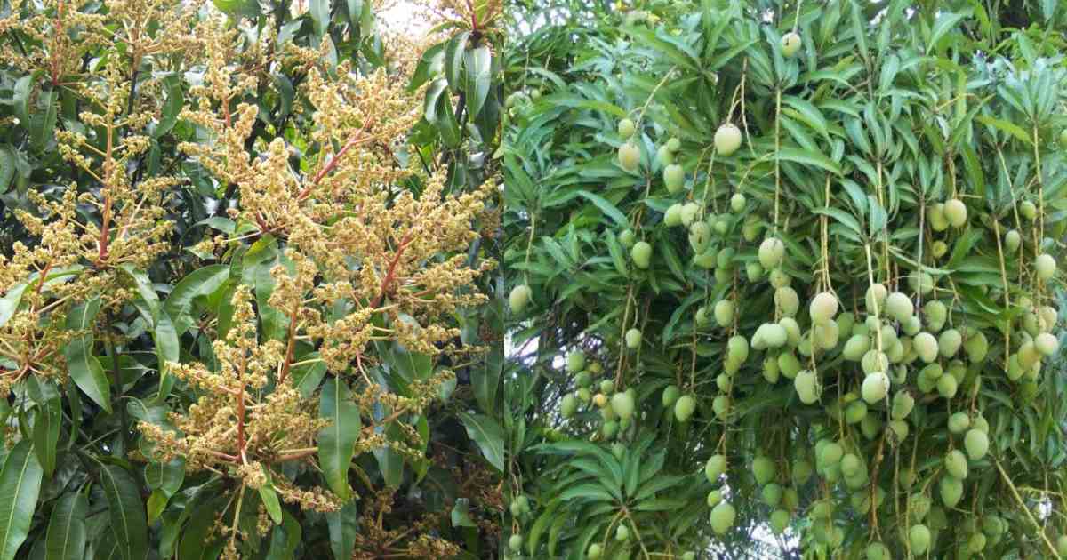 Mango Flowering easy tricks