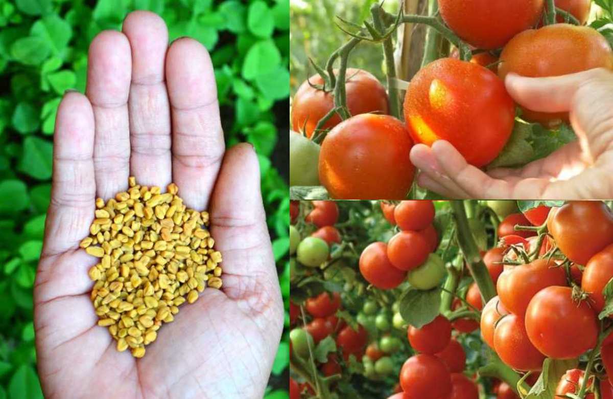 Organic Tomato Cultivation