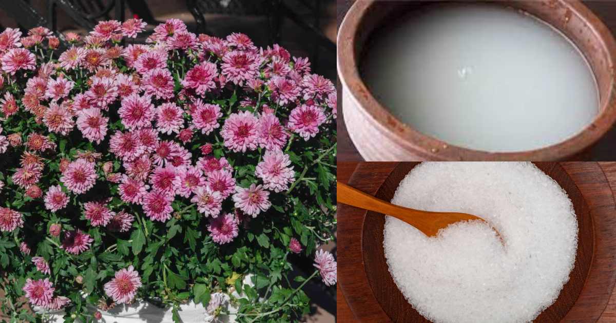 Rice water Fertlizer for all Plants