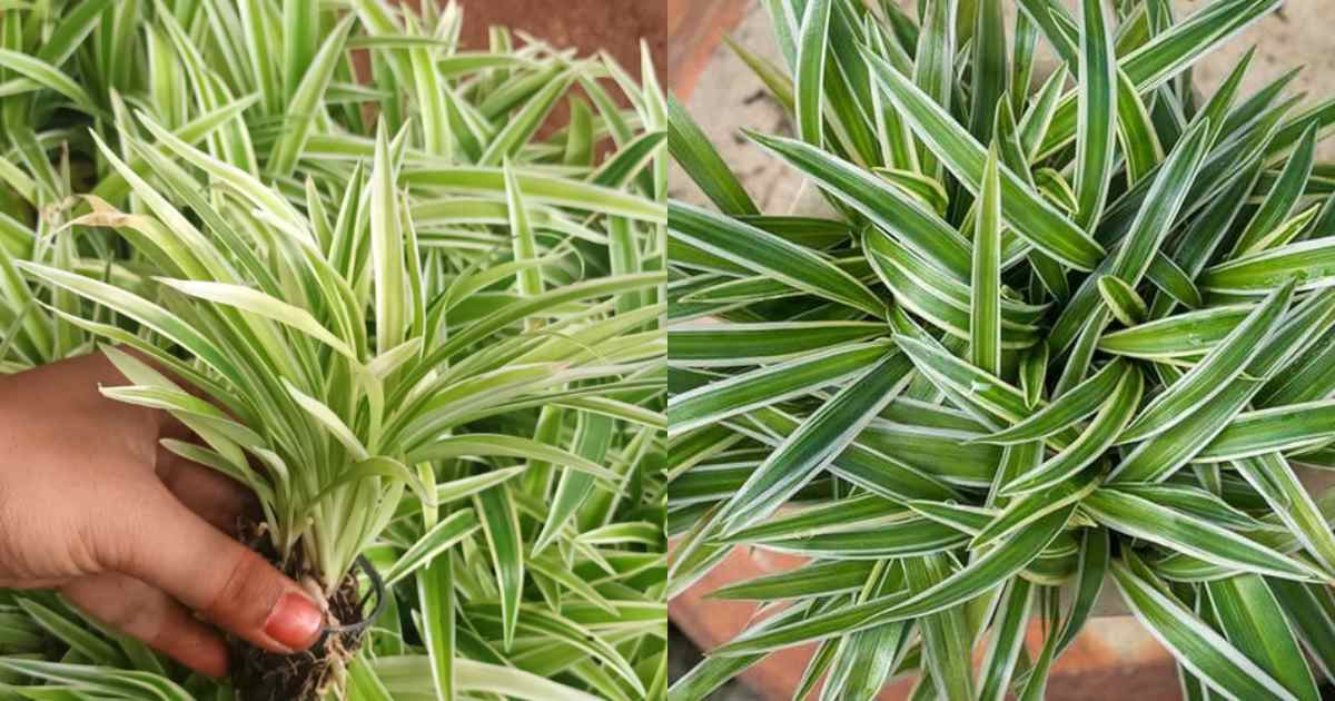 Spider Plant In House