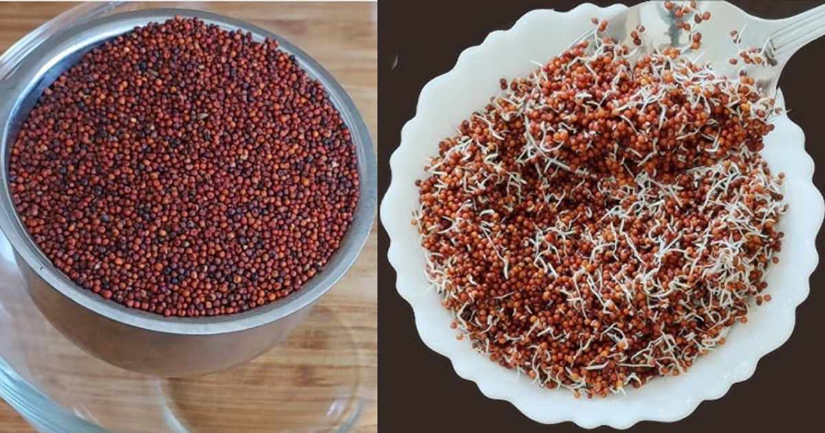 Sprouted Ragi Health Benefit