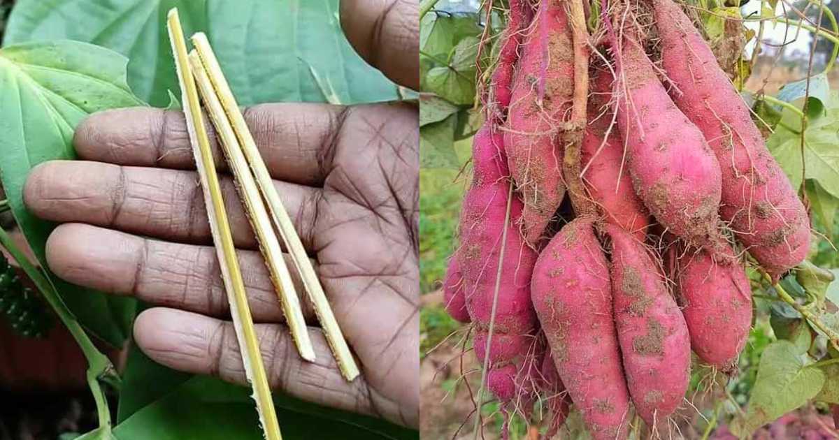 Sweet Potato Farming using Eerkil