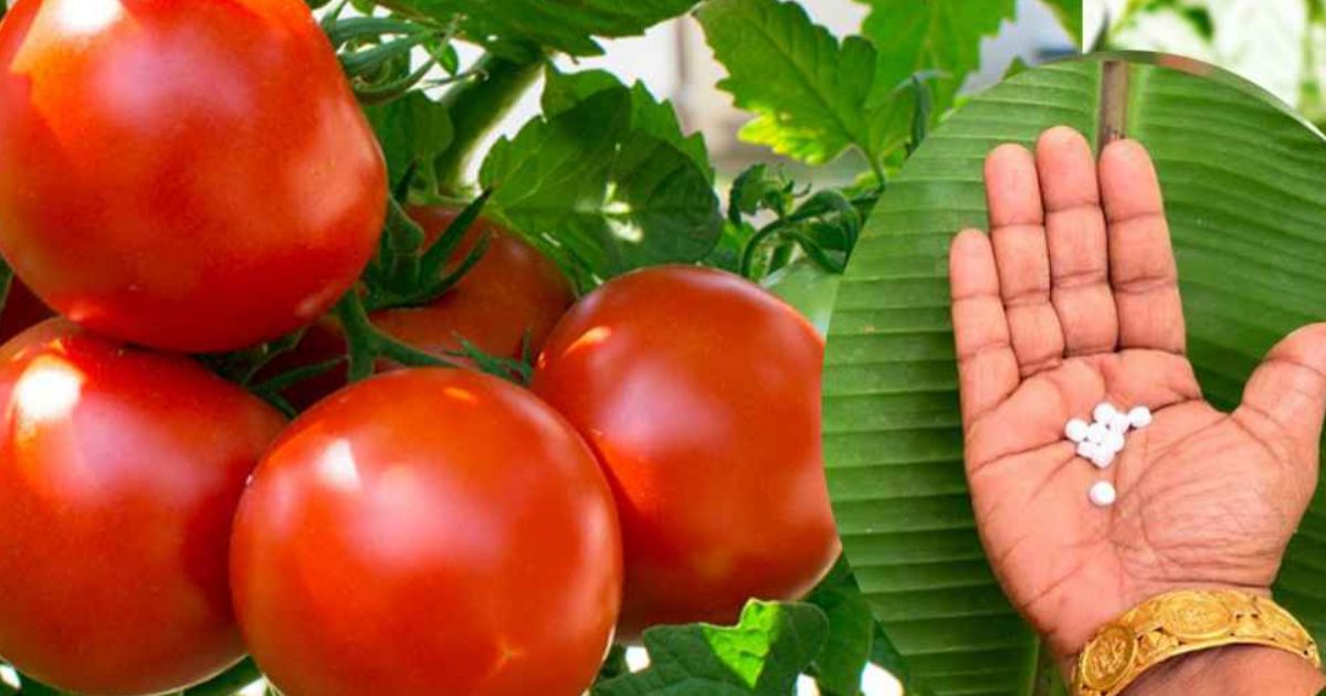 Tomato Cultivation Using Tablets