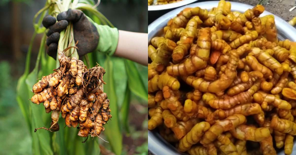 Turmeric Harvesting