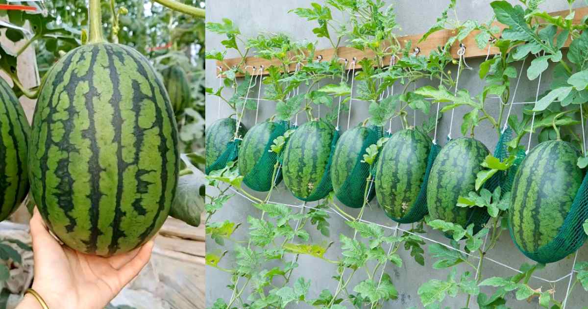 Watermelon Cultivation Easy Tips