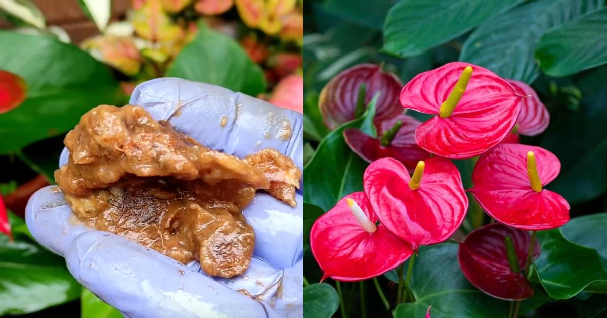 Anthurium Plant easy care