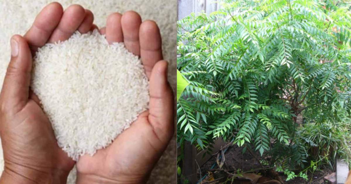 Curry Leaves Cultivation Using Raw Rice