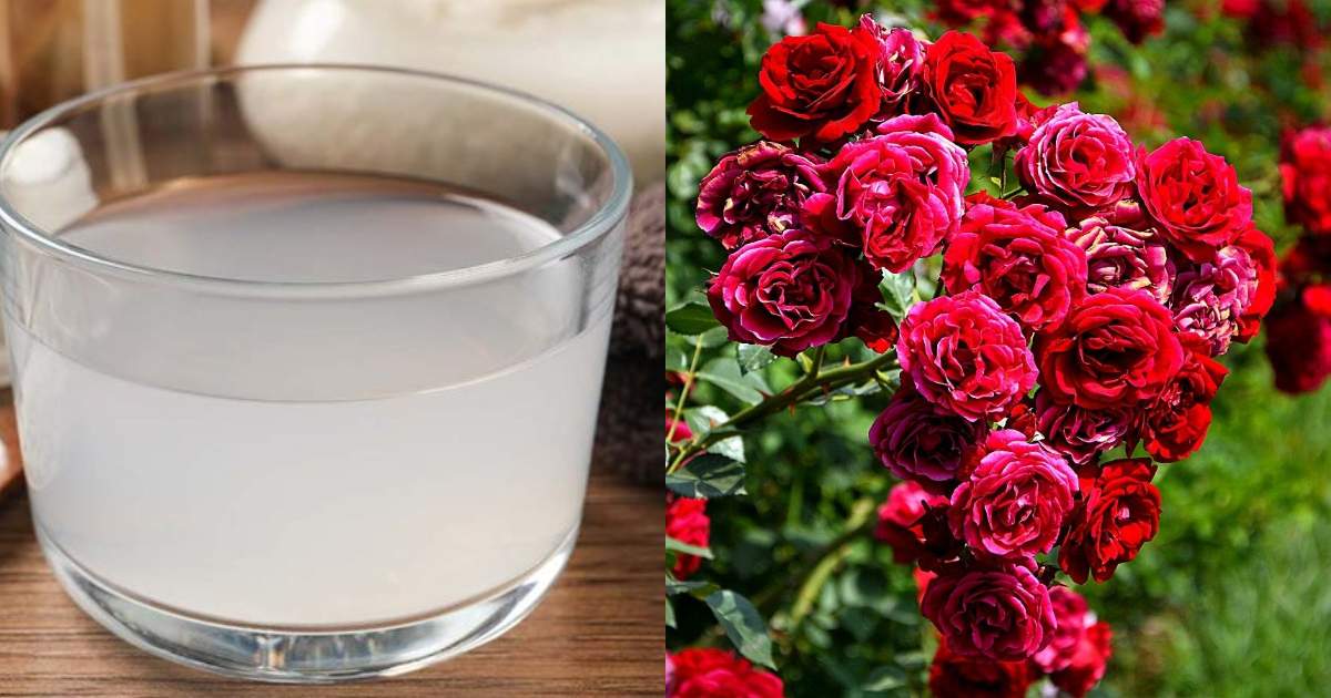 Rice Water For Rose Plant