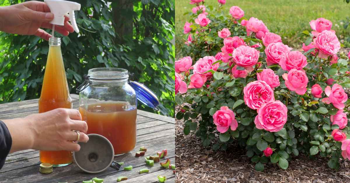 Rose flowering using rice water