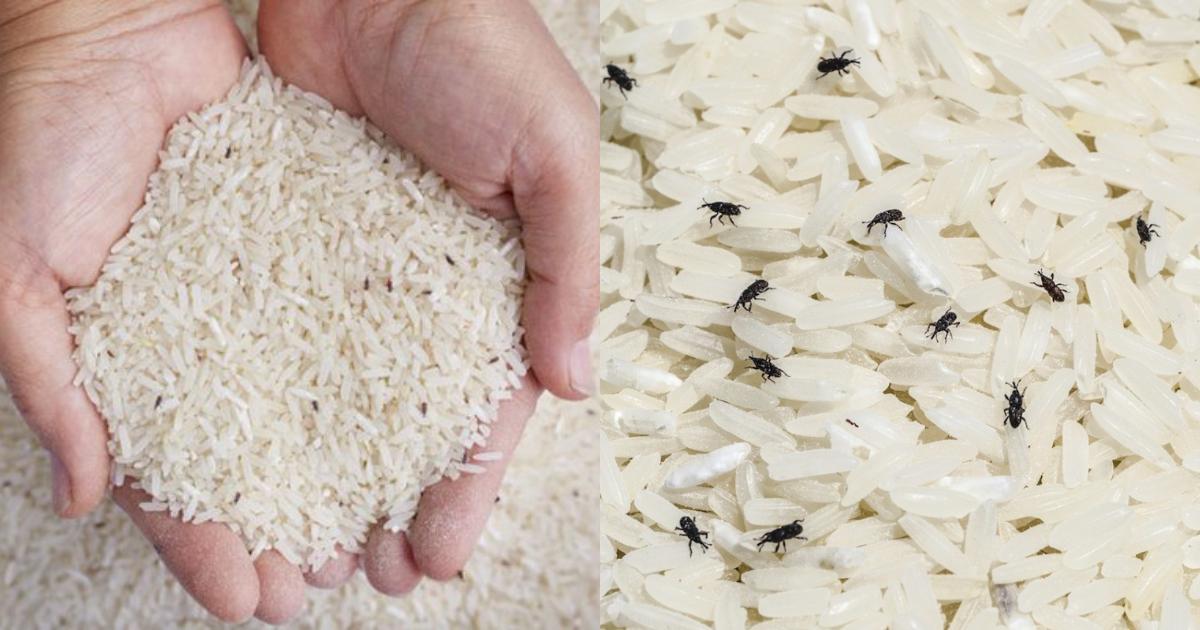 Tips to Get Rid of Rice Bugs