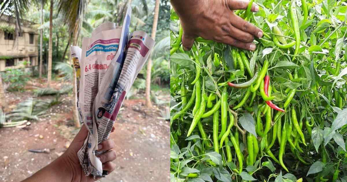 Caring for old chilly plant using paper