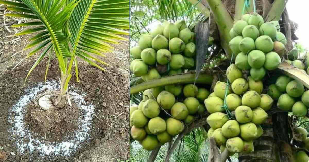 Coconut Cultivation easy Tip