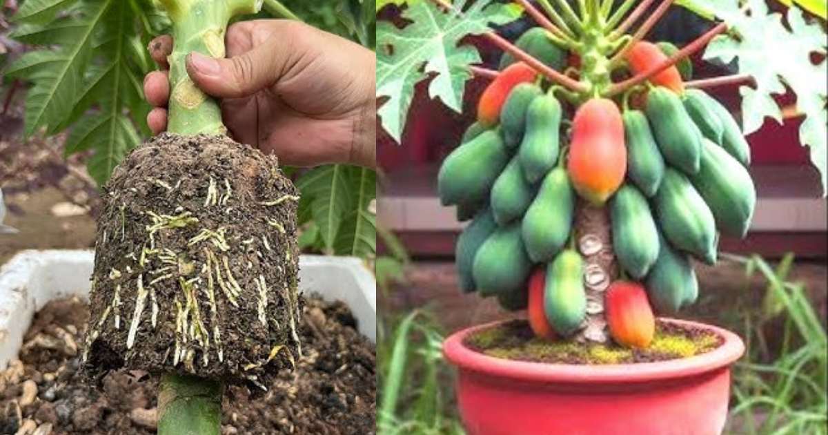 Papaya farming easy tips