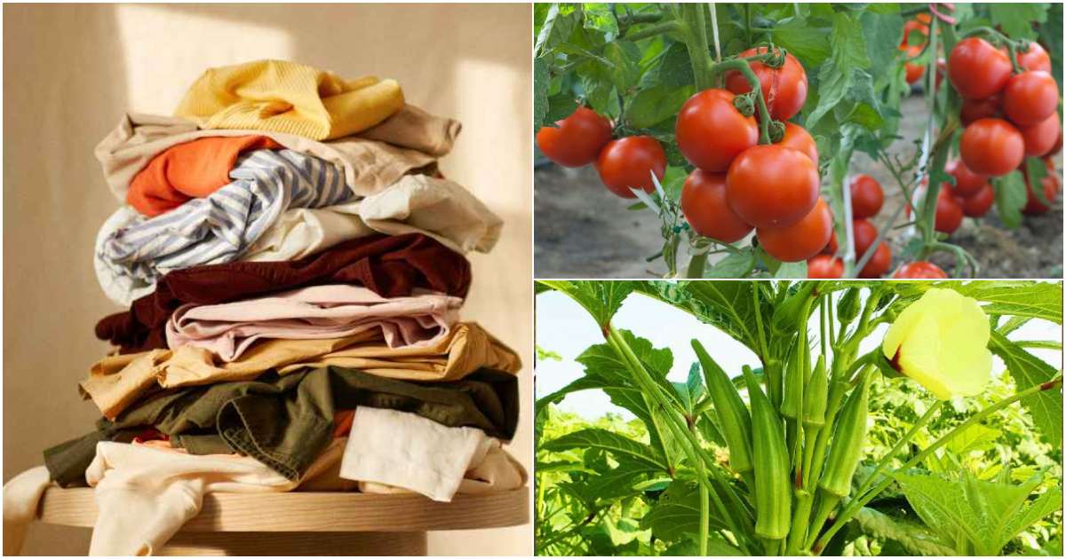 Tips To start vegetable cultivation