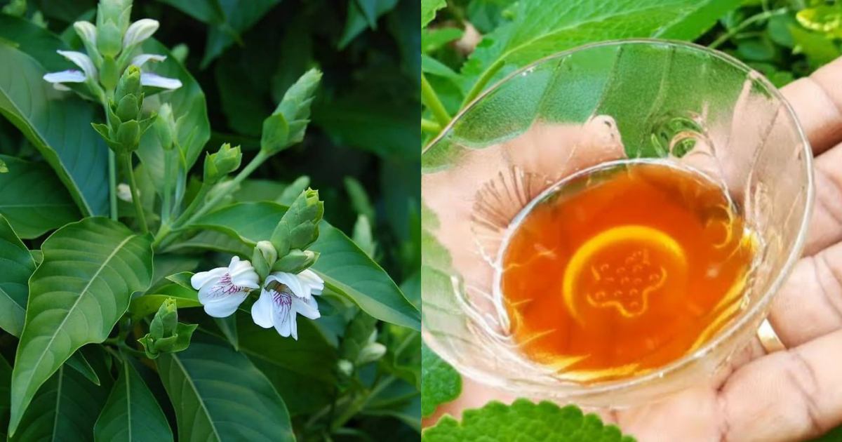 Adalodakam plant for Cough