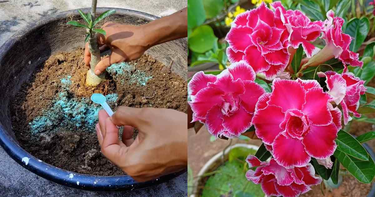 Adenium Plant Detailed care tips
