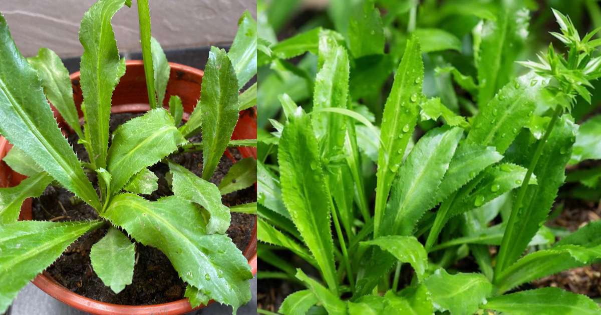 African malliyila propagation