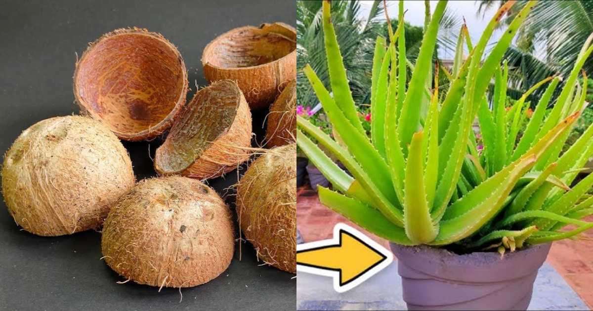 Aloevera cultivation using coconut shells
