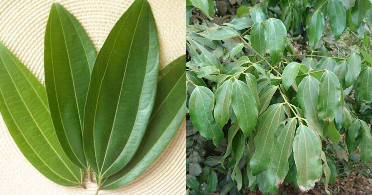 Bay Leaf health benefits