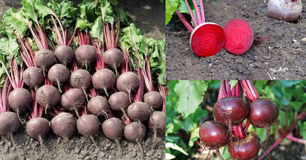 Beetroot Farming tip
