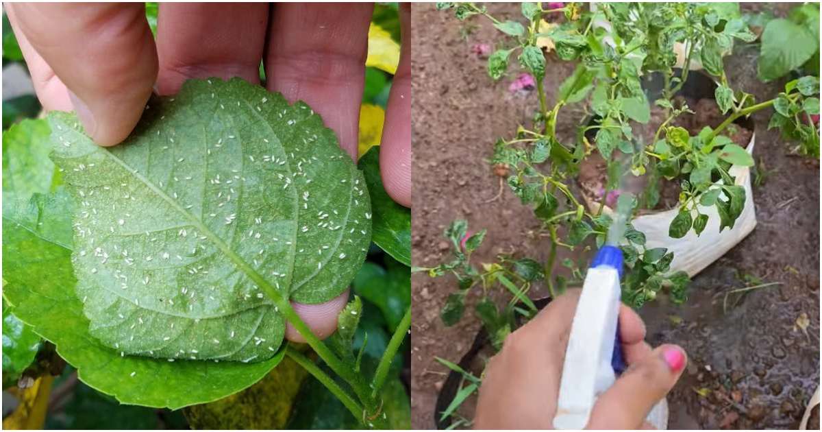 Best Pesticides for Whiteflies