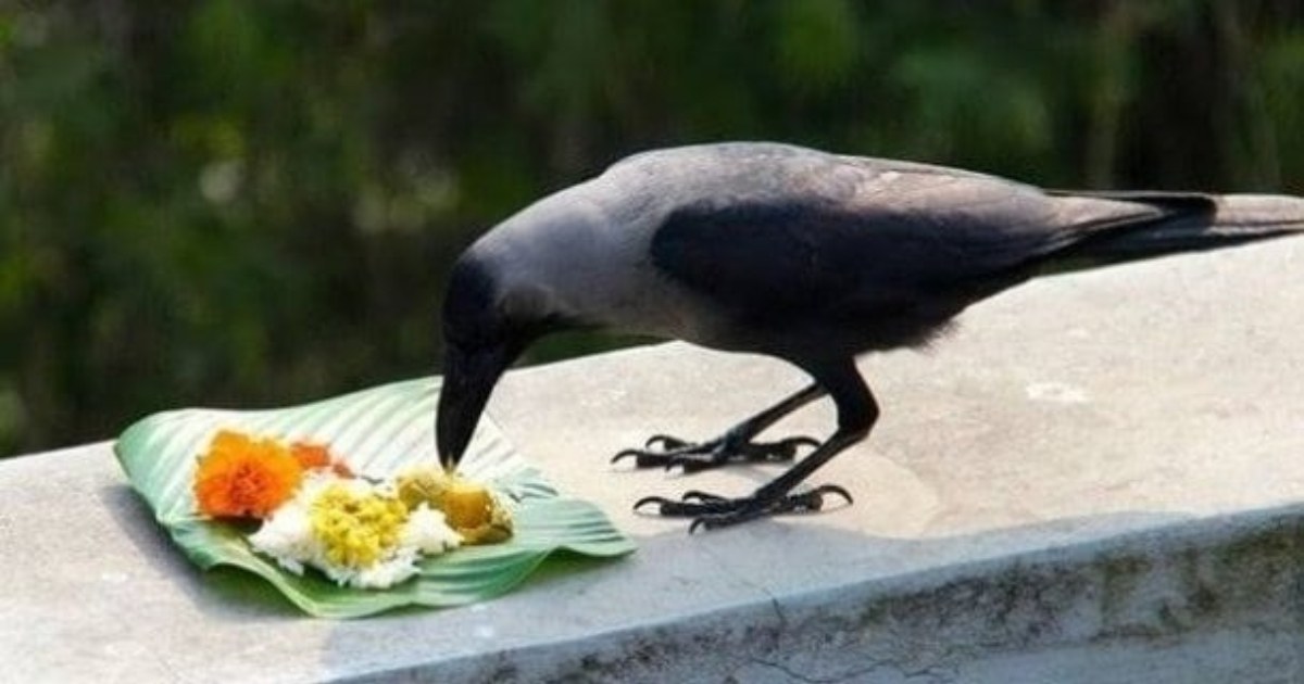 Bird Crow at home Astrology