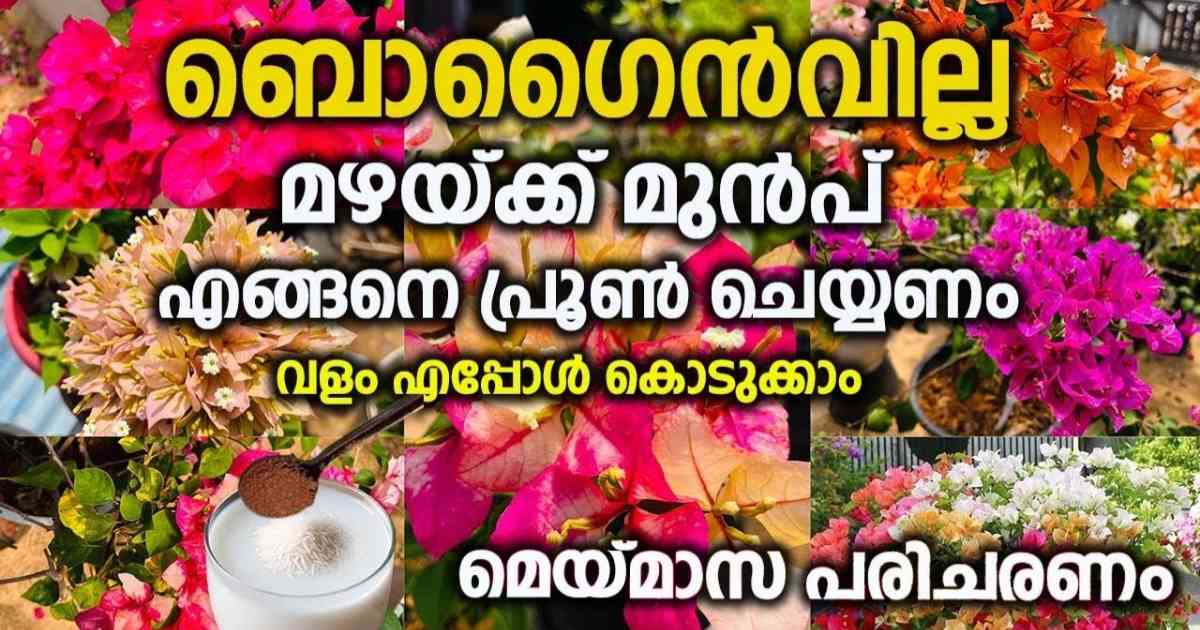 Bougainvilla plant care in May