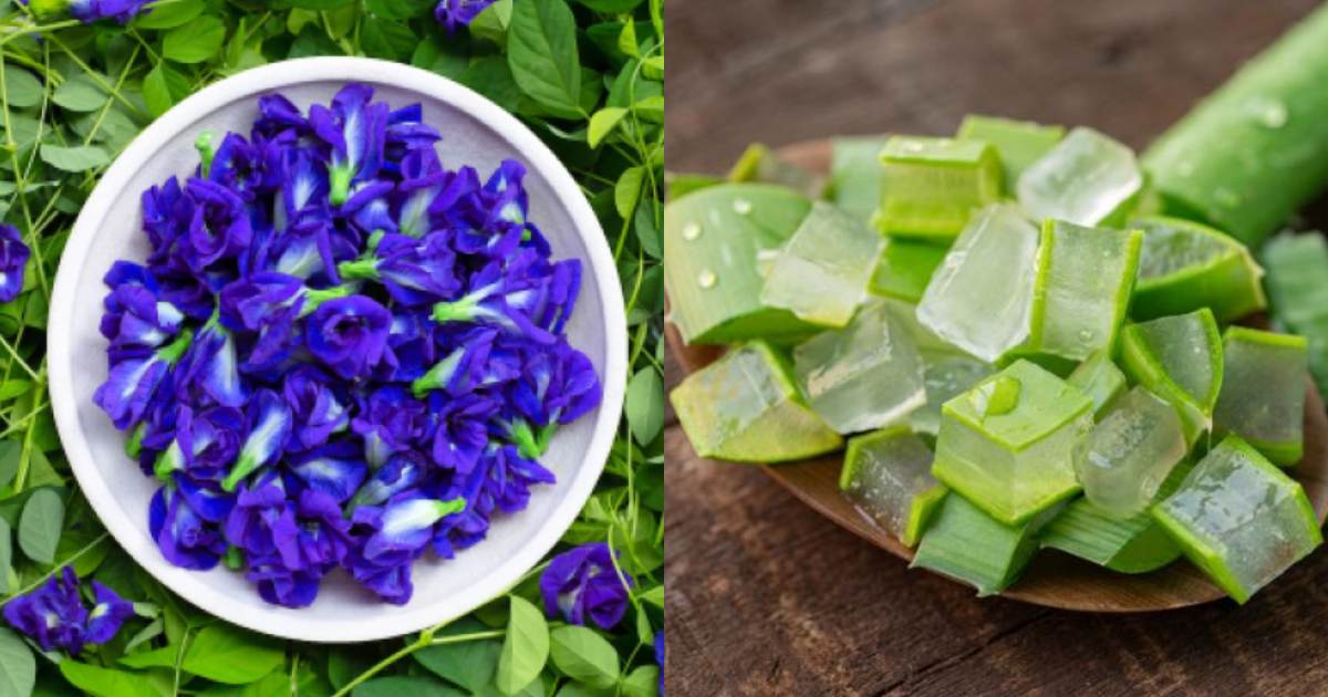 Butterfly Pea Flower and Aloevera cream