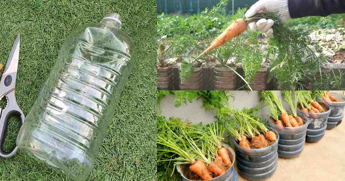 Carrot krishi tip