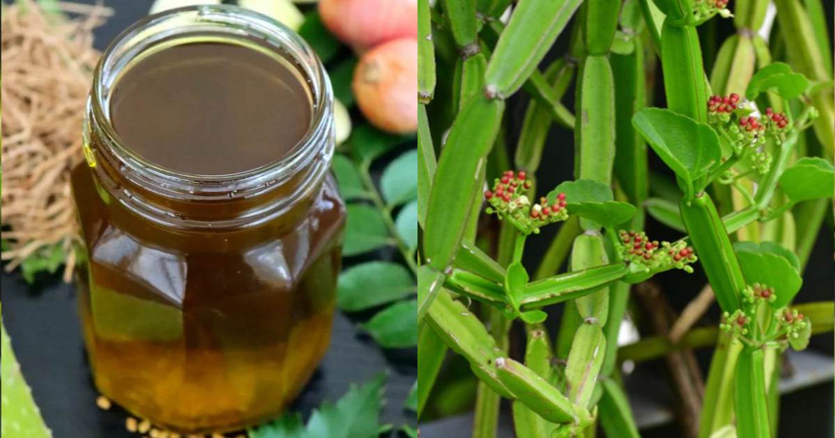 Changalamparanda Oil health Benifits