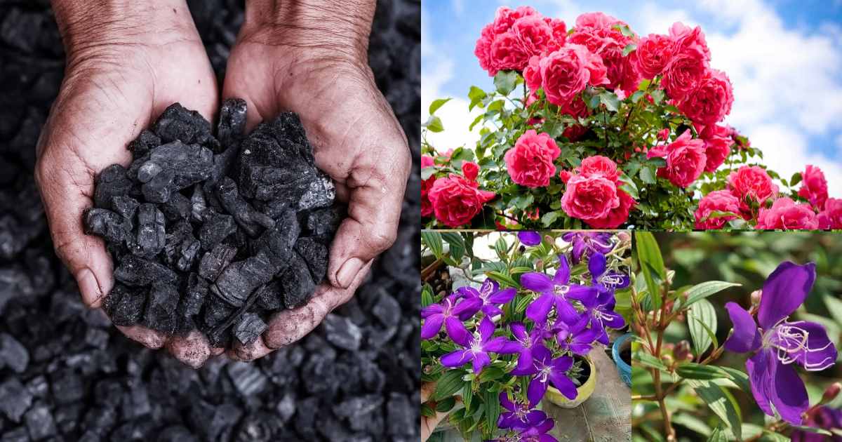 Charcoal for gardening