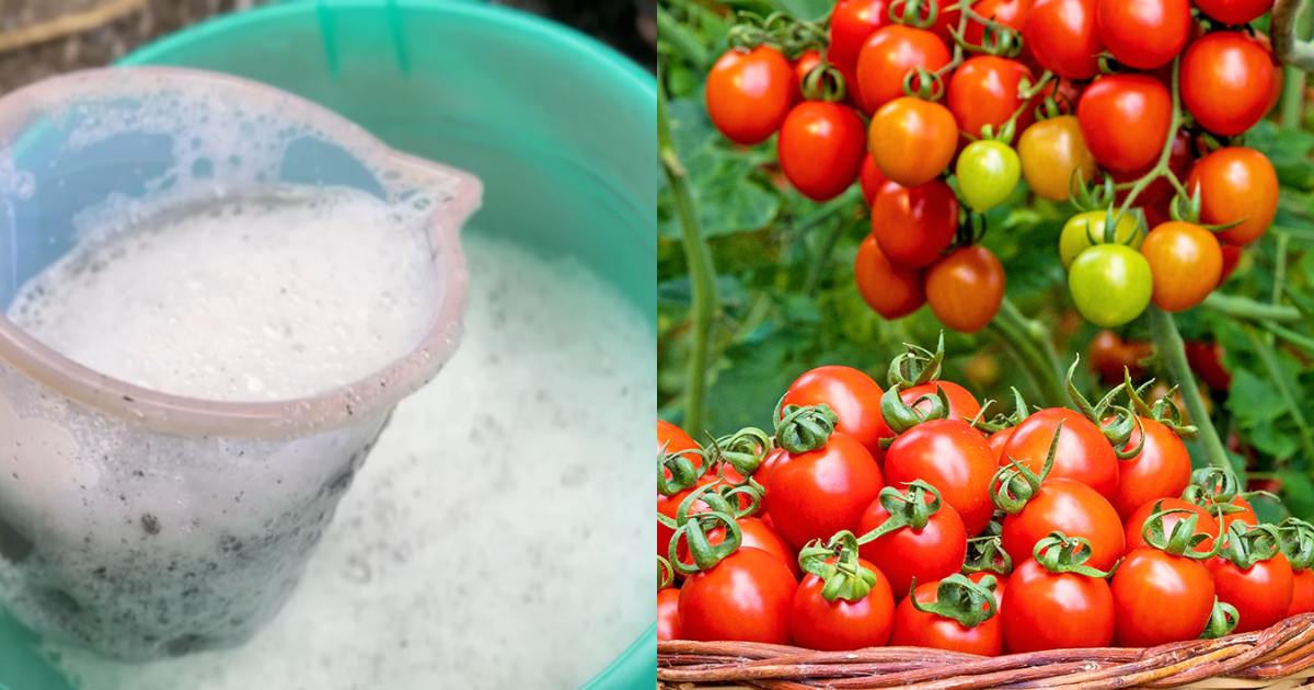 Chilly Tomato cultivation