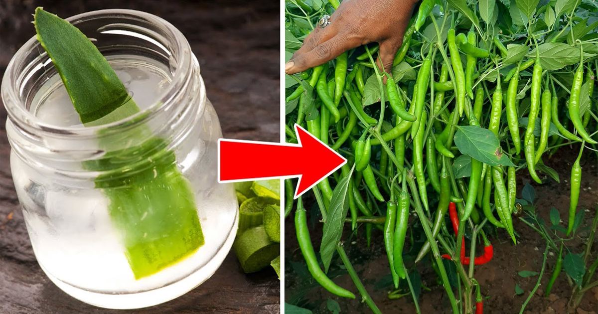Chilly farming Using Aloevera