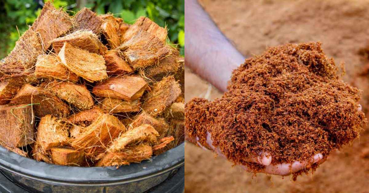 Cocopeat Making at Home
