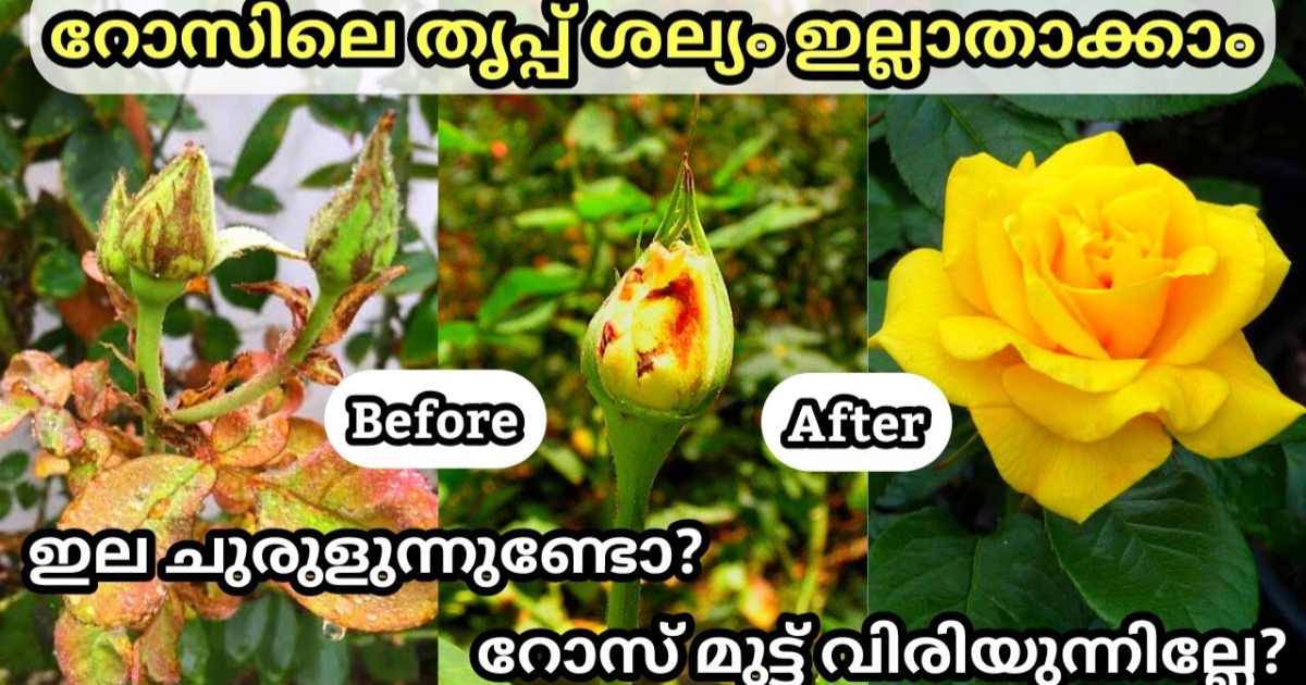 Control Thrips Attack in Rose plant