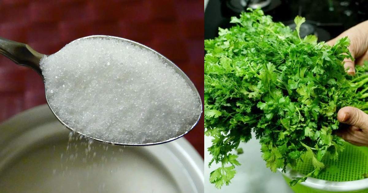Coriander Storing tip using sugar