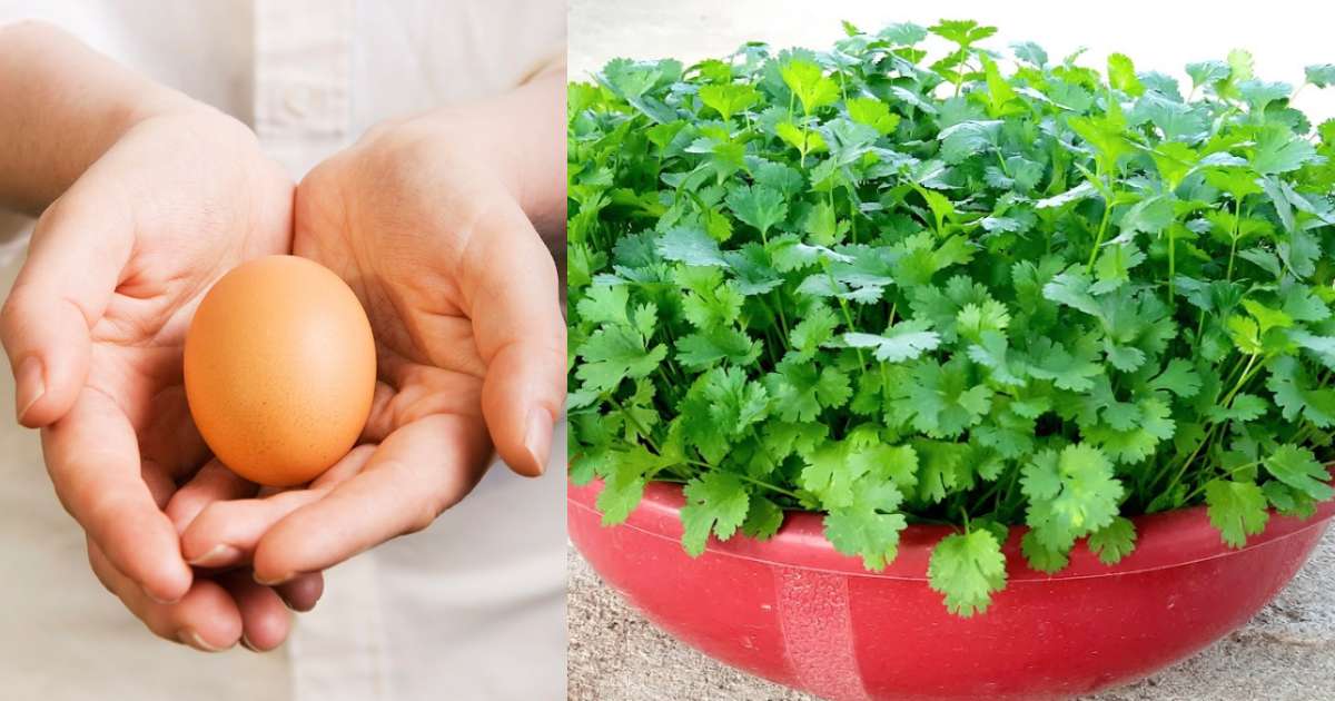 Coriander krishi Using Egg